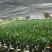墨兰四季建兰兰花苗绿植花卉办公室内客厅植物