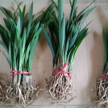 墨兰四季建兰兰花苗绿植花卉办公室内客厅植物
