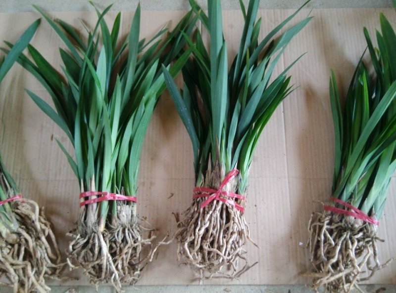 墨兰四季建兰兰花苗绿植花卉办公室内客厅植物