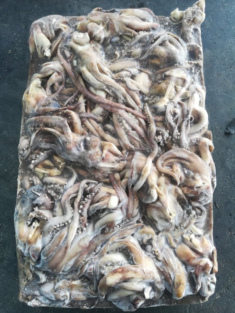 鱿鱼须鱿鱼头秘鲁鱿鱼头秘鲁鱿鱼赤道鱿鱼
