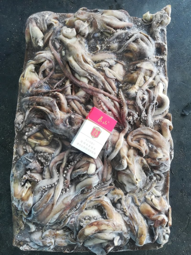 鱿鱼须鱿鱼头秘鲁鱿鱼头秘鲁鱿鱼赤道鱿鱼