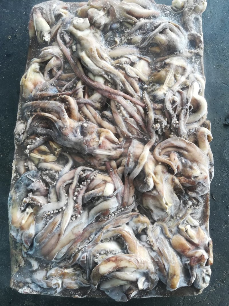 鱿鱼须鱿鱼头秘鲁鱿鱼头秘鲁鱿鱼赤道鱿鱼