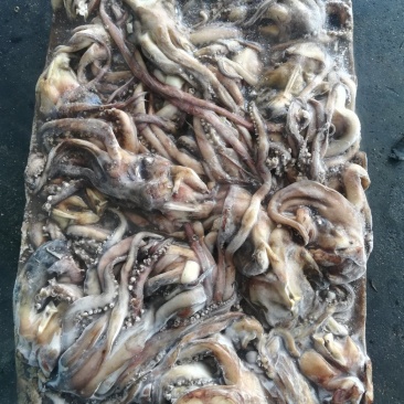 鱿鱼须鱿鱼头秘鲁鱿鱼头秘鲁鱿鱼赤道鱿鱼