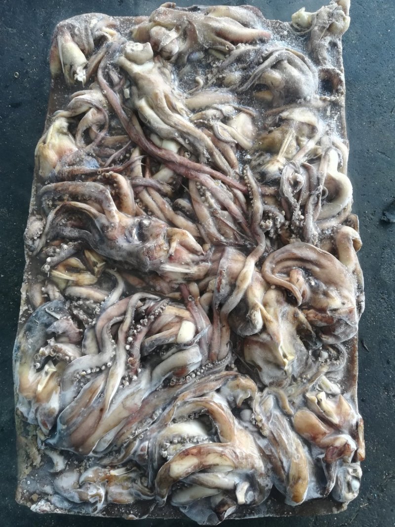 鱿鱼须鱿鱼头秘鲁鱿鱼头秘鲁鱿鱼赤道鱿鱼