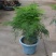 四季常青文竹盆栽花卉植物文竹盆景吸甲醛规格齐全