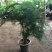 四季常青文竹盆栽花卉植物文竹盆景吸甲醛规格齐全
