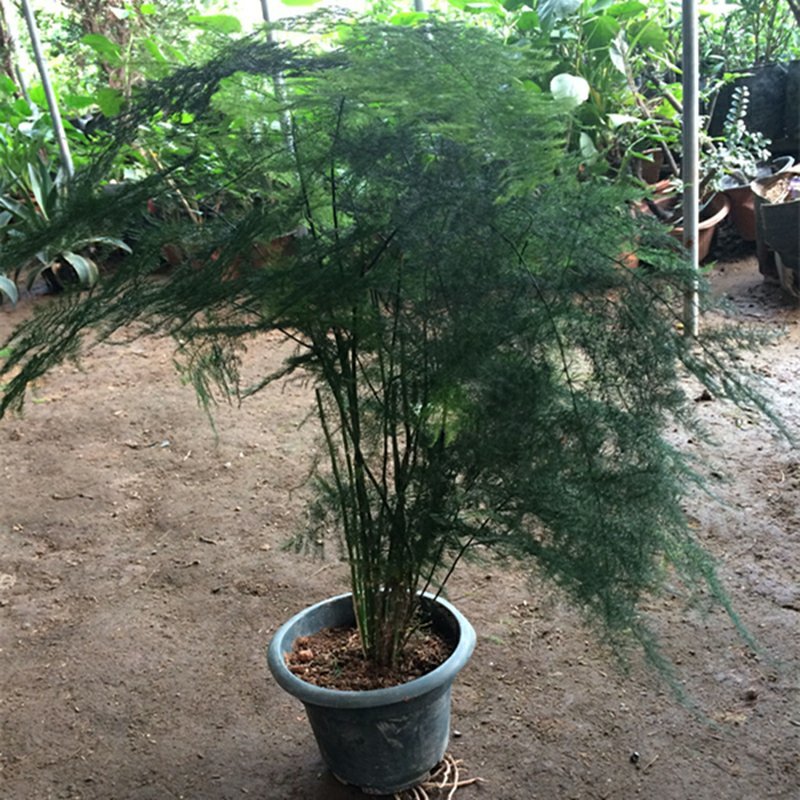 四季常青文竹盆栽花卉植物文竹盆景吸甲醛规格齐全