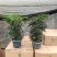 四季常青文竹盆栽花卉植物文竹盆景吸甲醛规格齐全