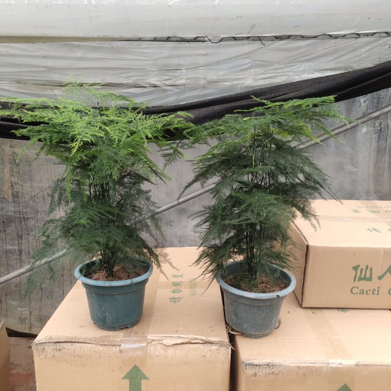 四季常青文竹盆栽花卉植物文竹盆景吸甲醛规格齐全