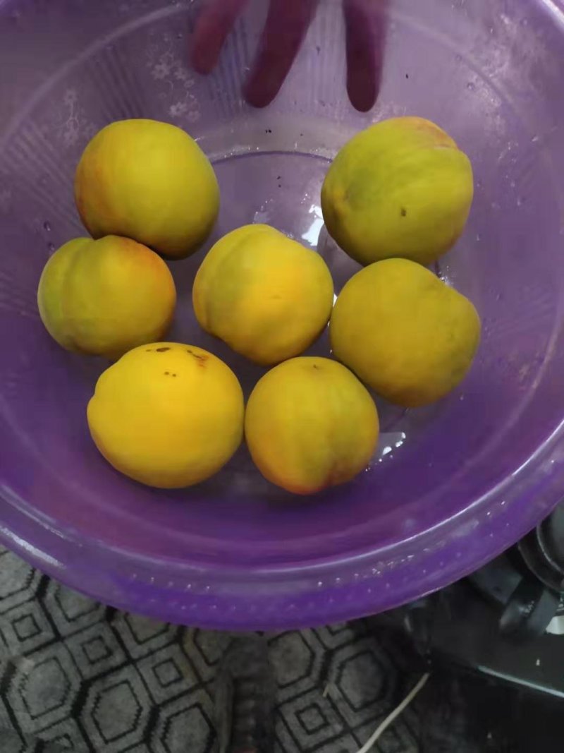 【选】山东菏泽曹县黄桃毛桃，一手货源，口感好，可实地考察