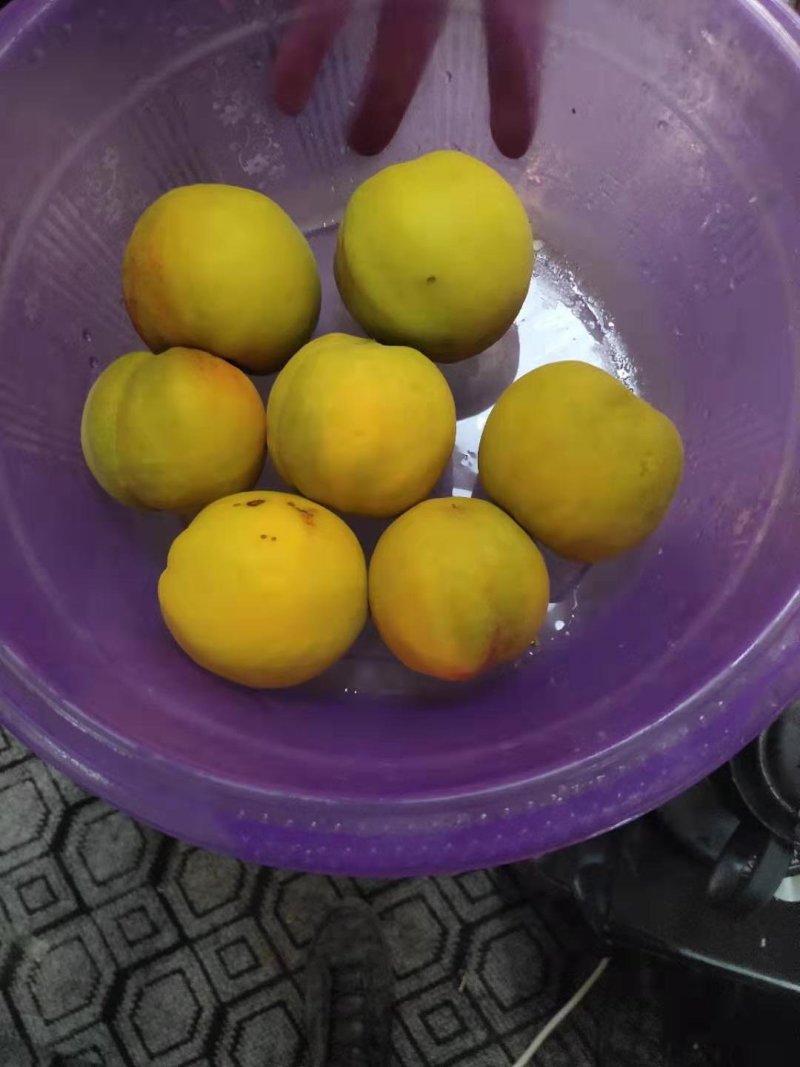 【选】山东菏泽曹县黄桃毛桃，一手货源，口感好，可实地考察