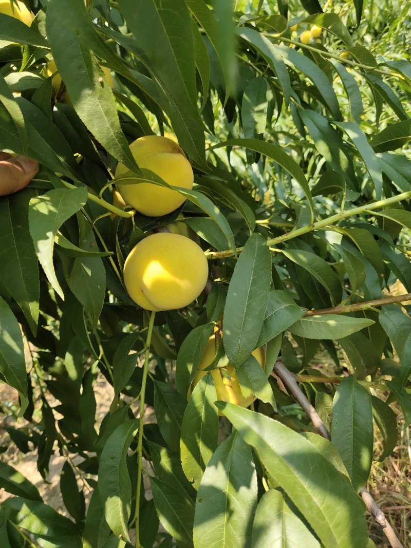 【选】山东菏泽曹县黄桃毛桃，一手货源，口感好，可实地考察