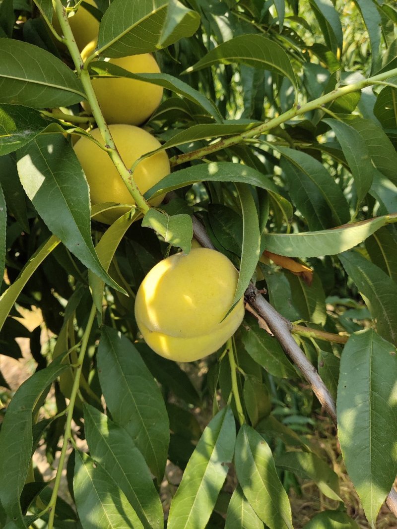 【选】山东菏泽曹县黄桃毛桃，一手货源，口感好，可实地考察