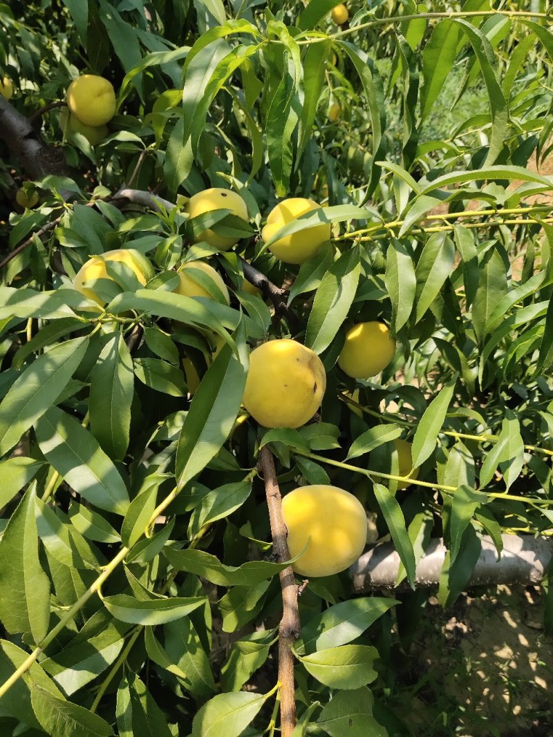 【选】山东菏泽曹县黄桃毛桃，一手货源，口感好，可实地考察