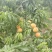 【选】山东菏泽曹县黄桃毛桃，一手货源，口感好，可实地考察