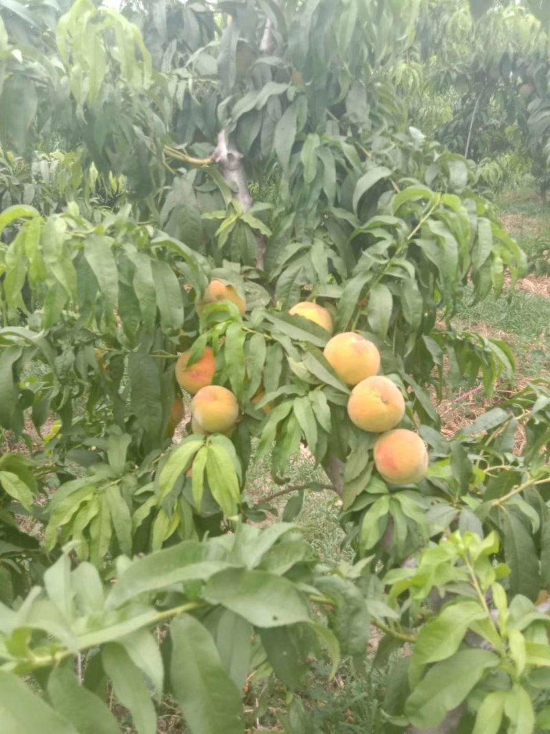【选】山东菏泽曹县黄桃毛桃，一手货源，口感好，可实地考察