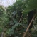 黑皮冬瓜