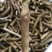 大量供应葛根种苗，葛根苗全程技术指导，包回收欢迎来电