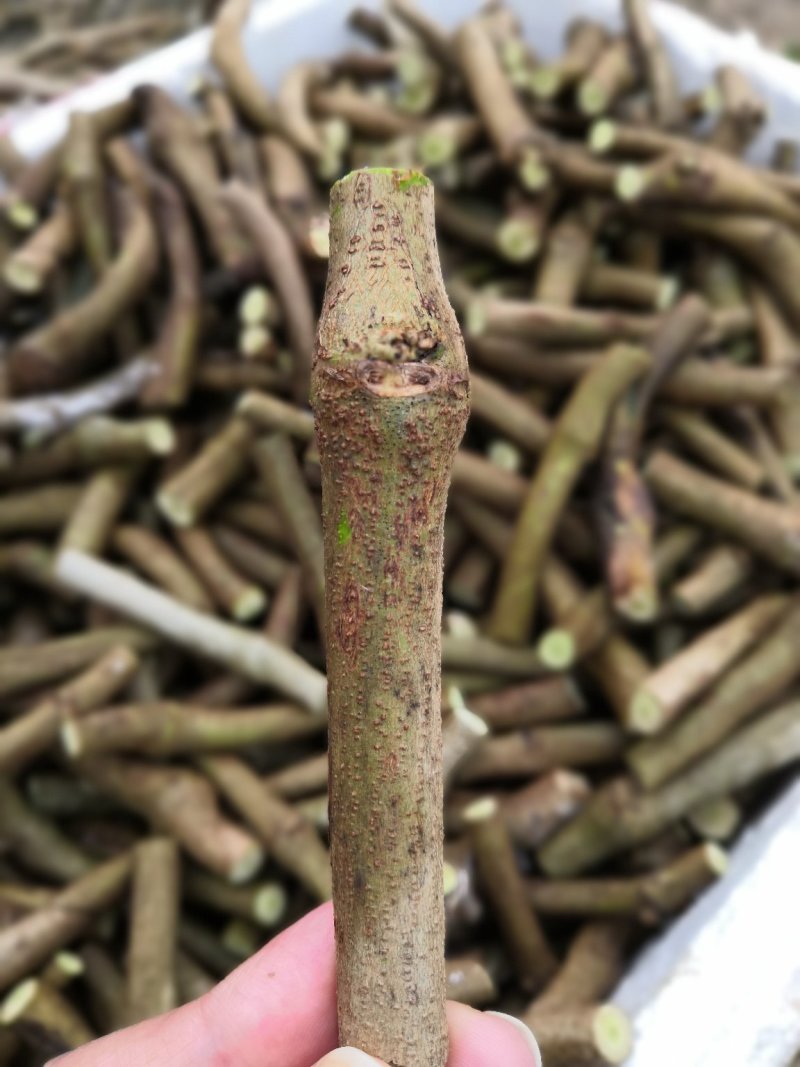 大量供应葛根种苗，葛根苗全程技术指导，包回收欢迎来电