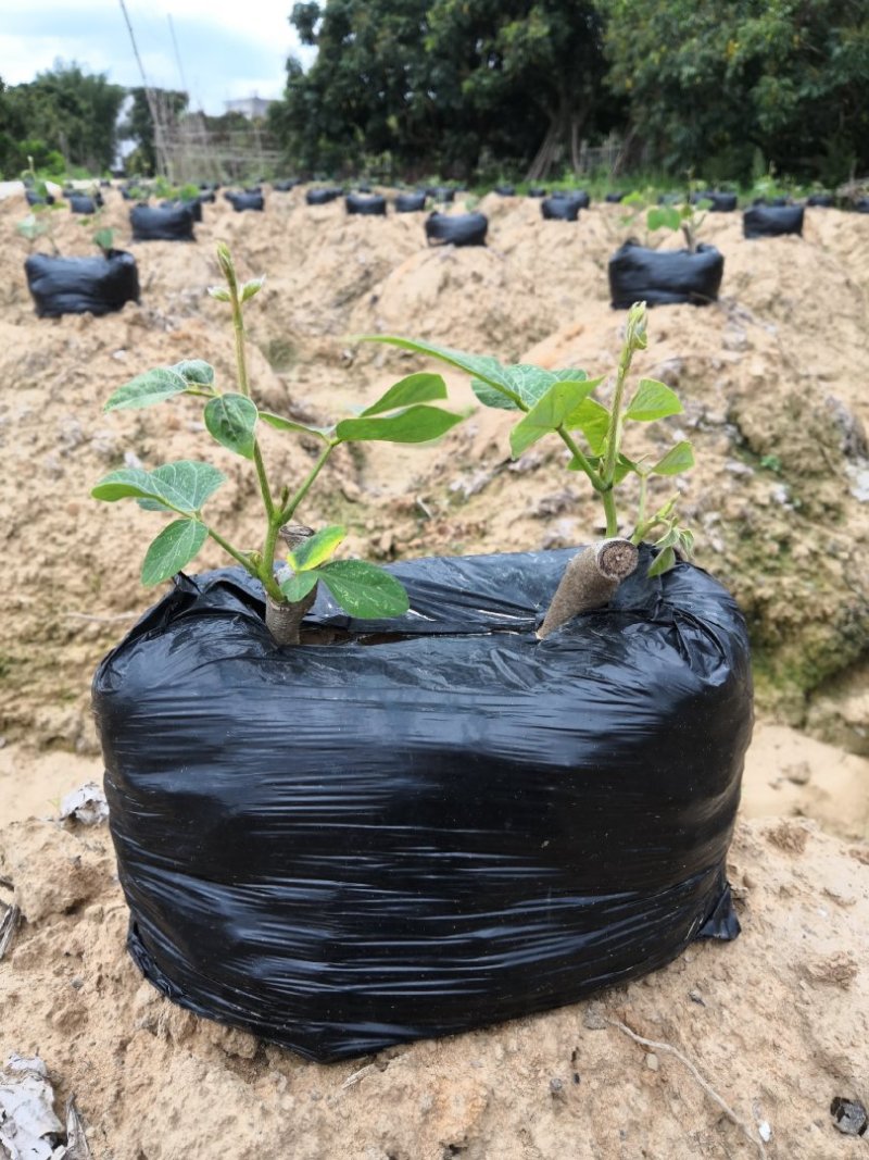 大量供应葛根种苗，葛根苗全程技术指导，包回收欢迎来电
