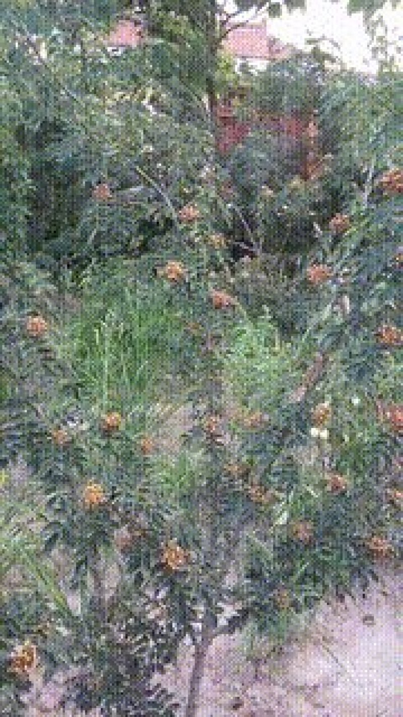 正宗大红袍花椒