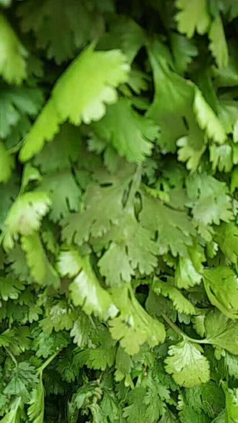 大叶香菜20~25厘米以上