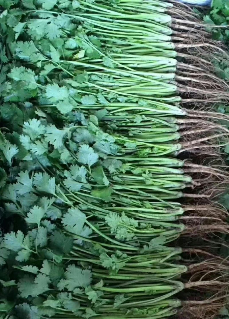 大叶香菜20~25厘米以上