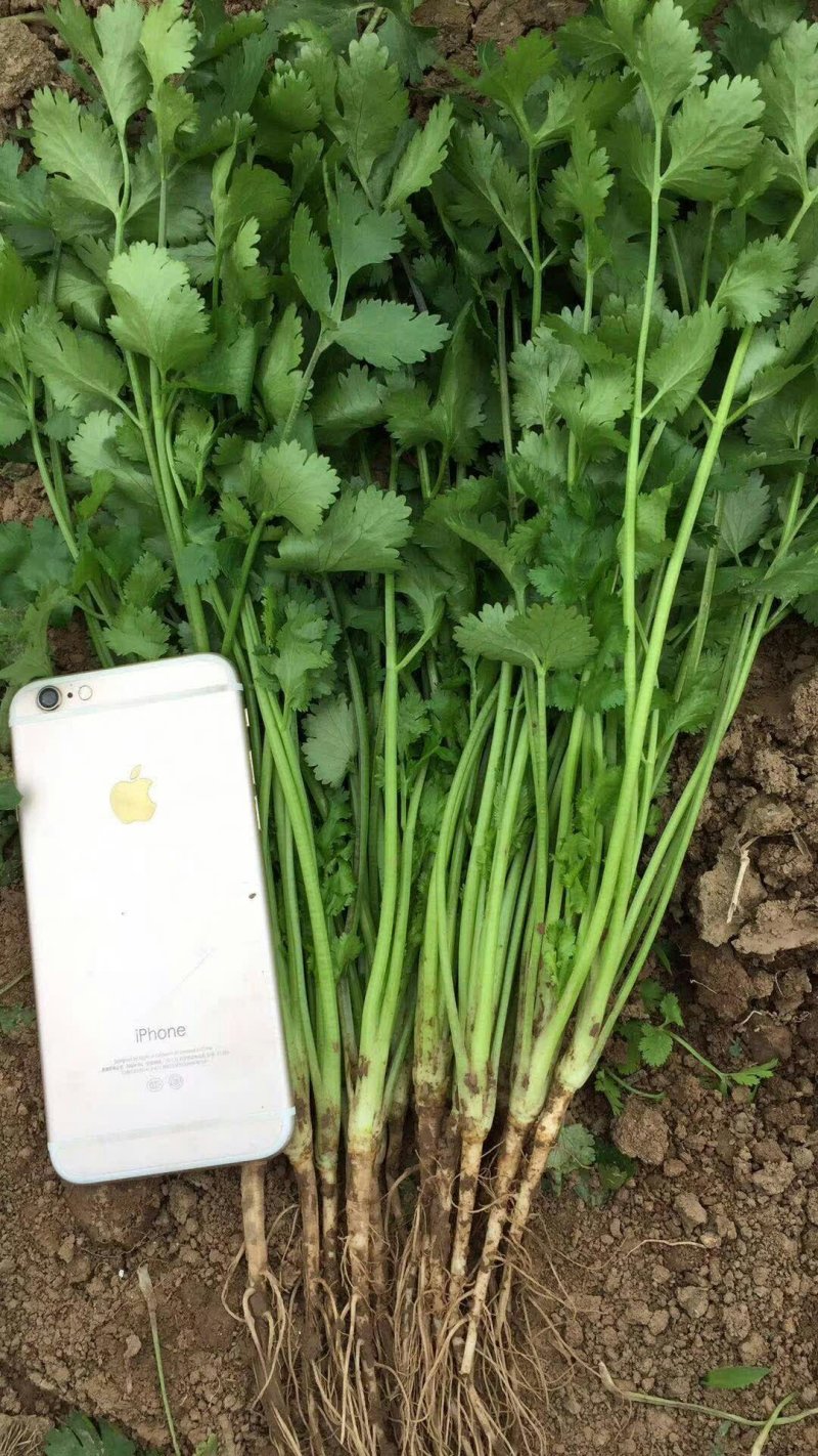 大叶香菜20~25厘米以上