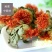 供应优质红花红花头橙菠萝花地摊畅销新产品