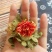 供应优质红花红花头橙菠萝花地摊畅销新产品