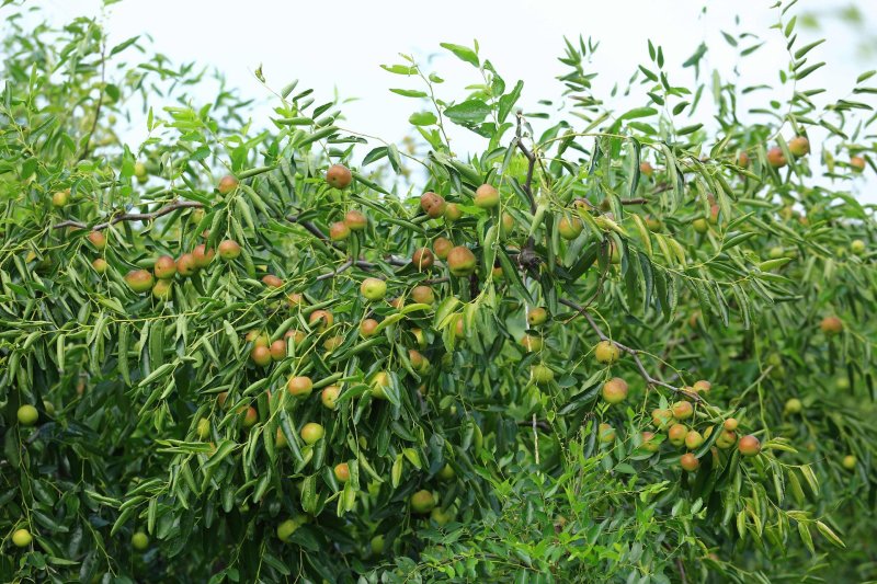 山东露天鲜冬枣基地直供一件代发价格便宜质量好