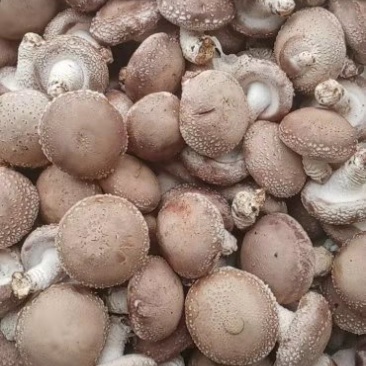 鲜香菇