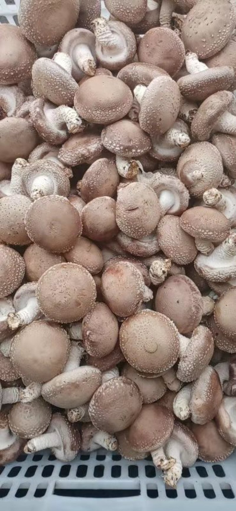 鲜香菇