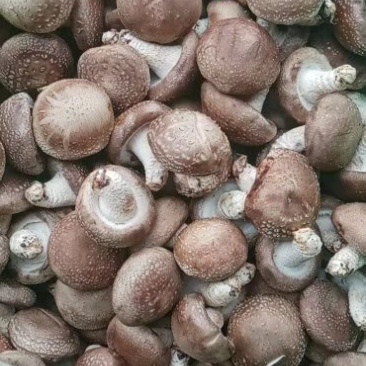 鲜香菇