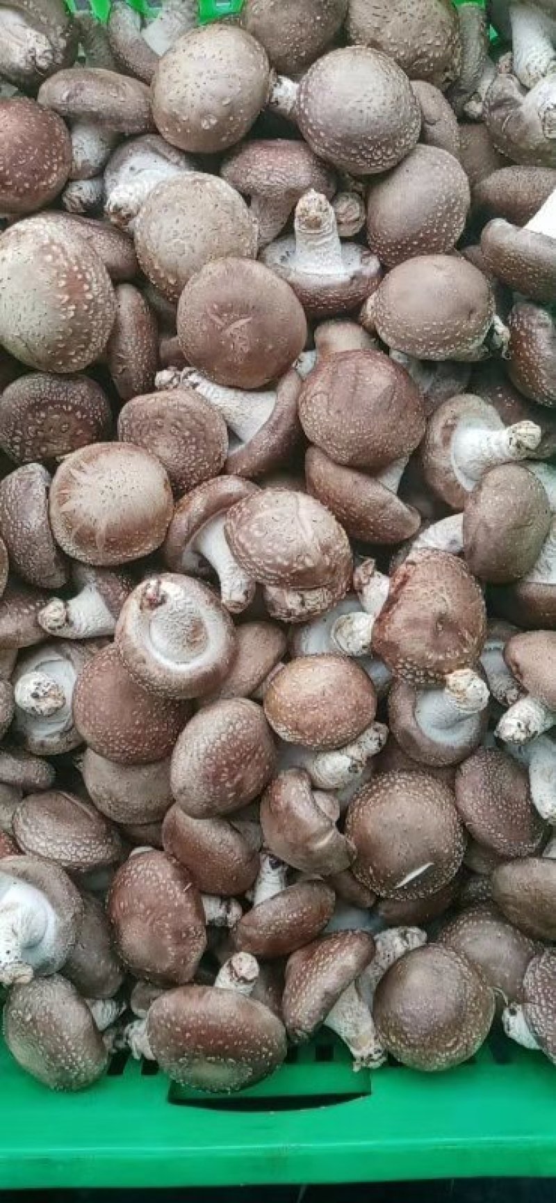 鲜香菇