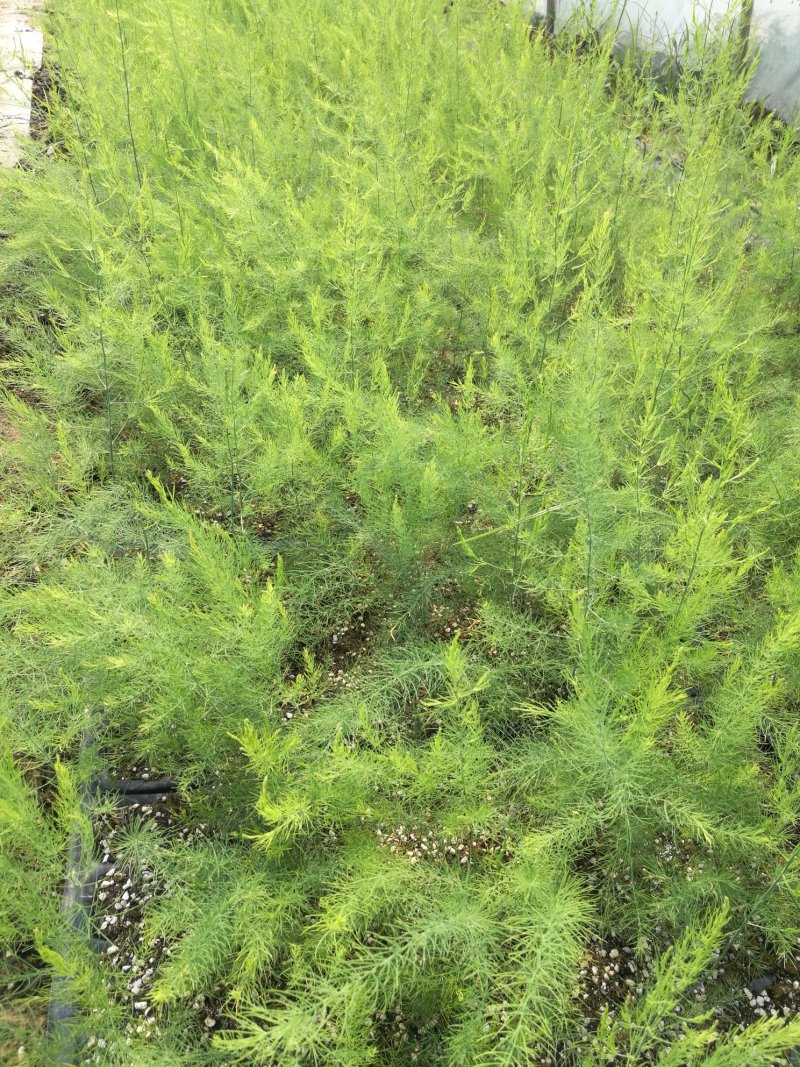 紫芦笋种子紫色芦笋种子高产抗病新品种水果芦笋