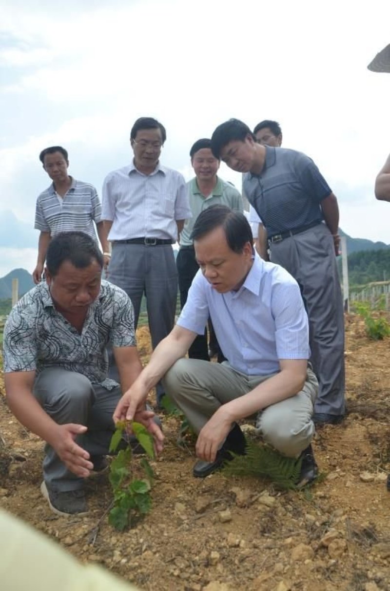 长顺四宝之一，紫王葡萄已上市.：物美价廉，品质保证。