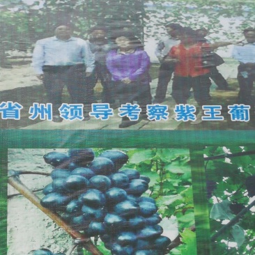 长顺四宝之一，紫王葡萄已上市.：物美价廉，品质保证。