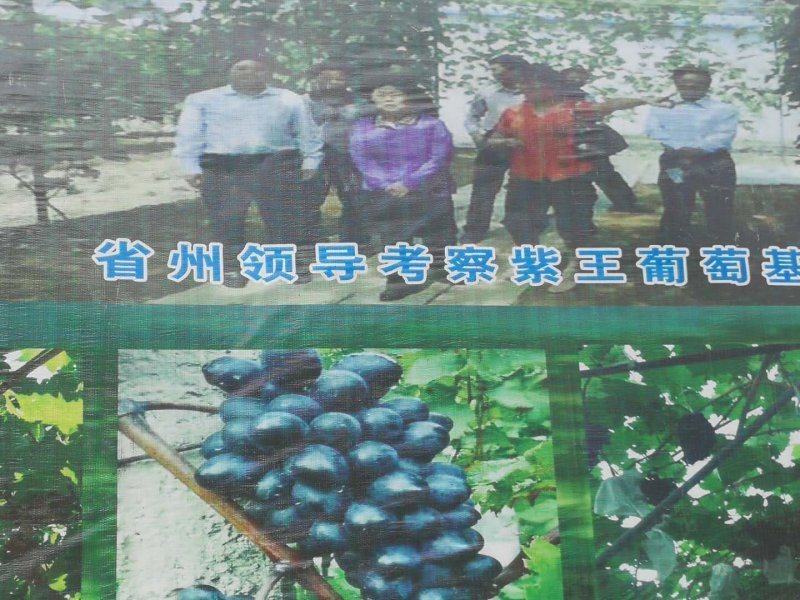 长顺四宝之一，紫王葡萄已上市.：物美价廉，品质保证。