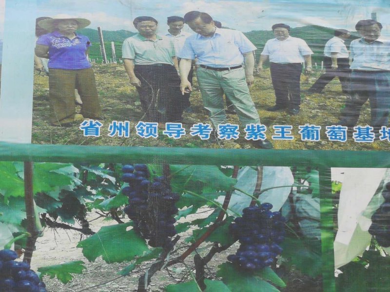 长顺四宝之一，紫王葡萄已上市.：物美价廉，品质保证。