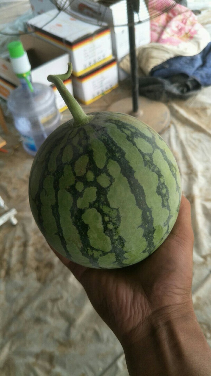 蜜童小西瓜