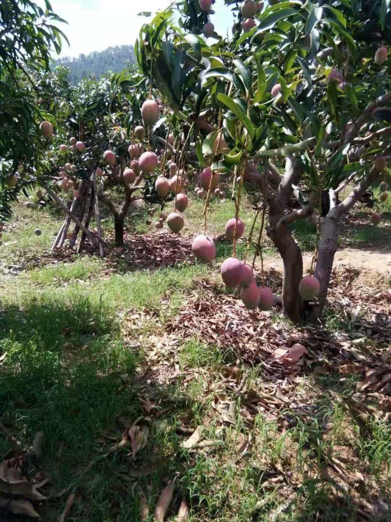 苹果芒，吉露。凯特芒果红像牙芒果