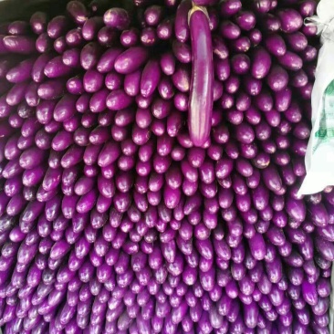长茄，