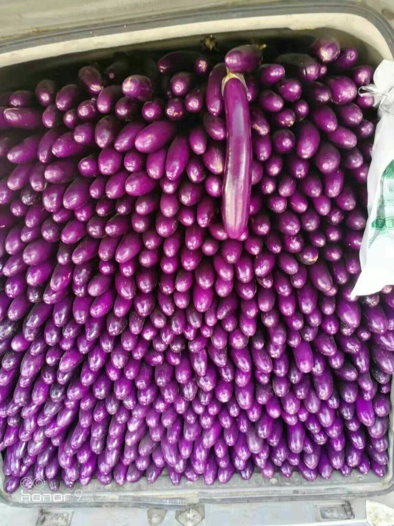 长茄，