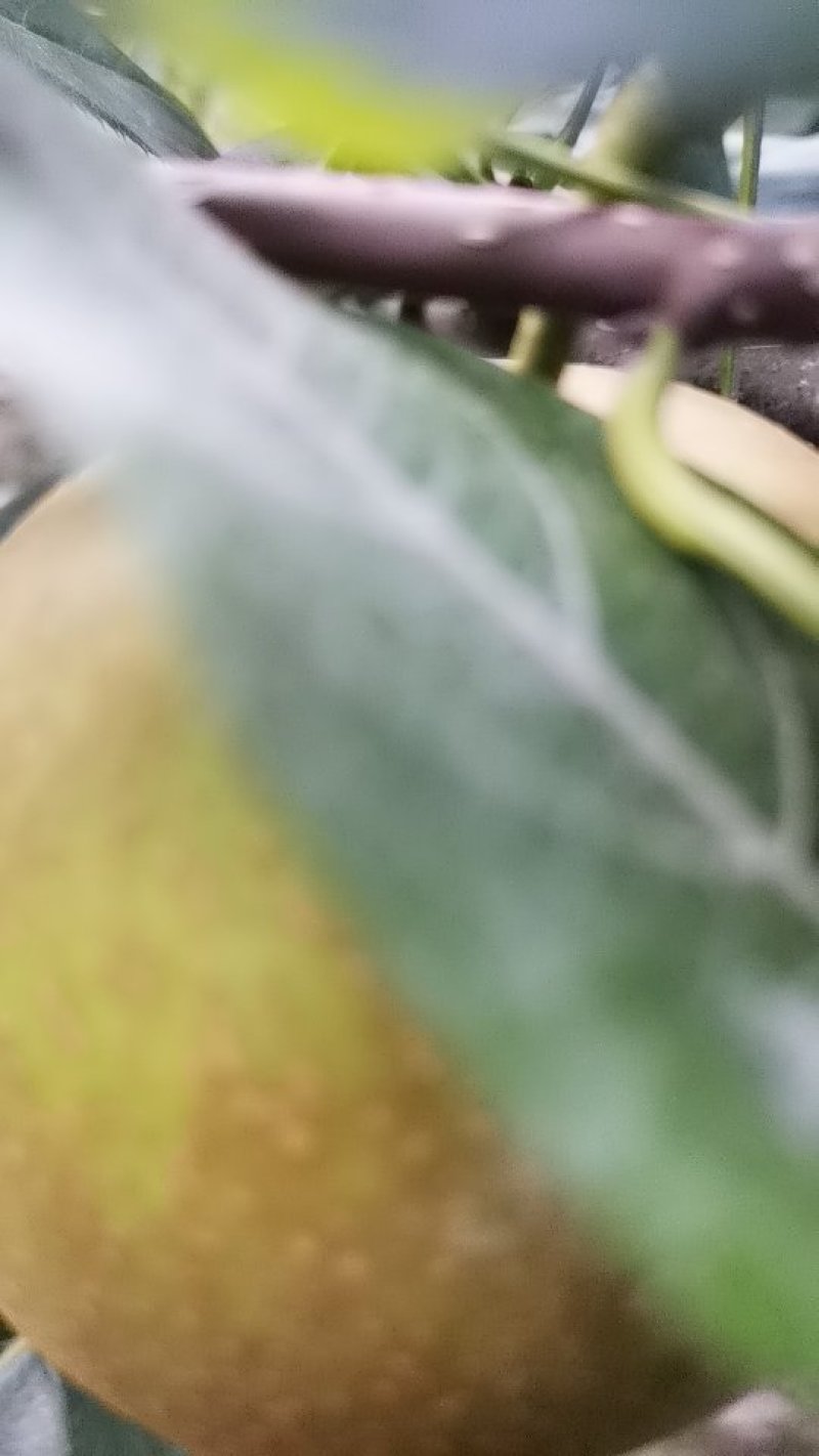 翠冠梨