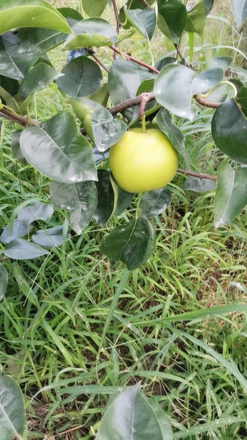 翠冠梨