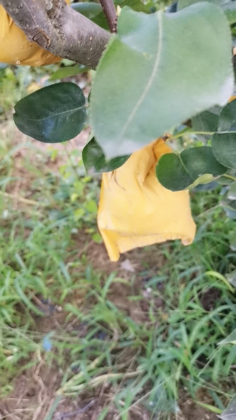 翠冠梨
