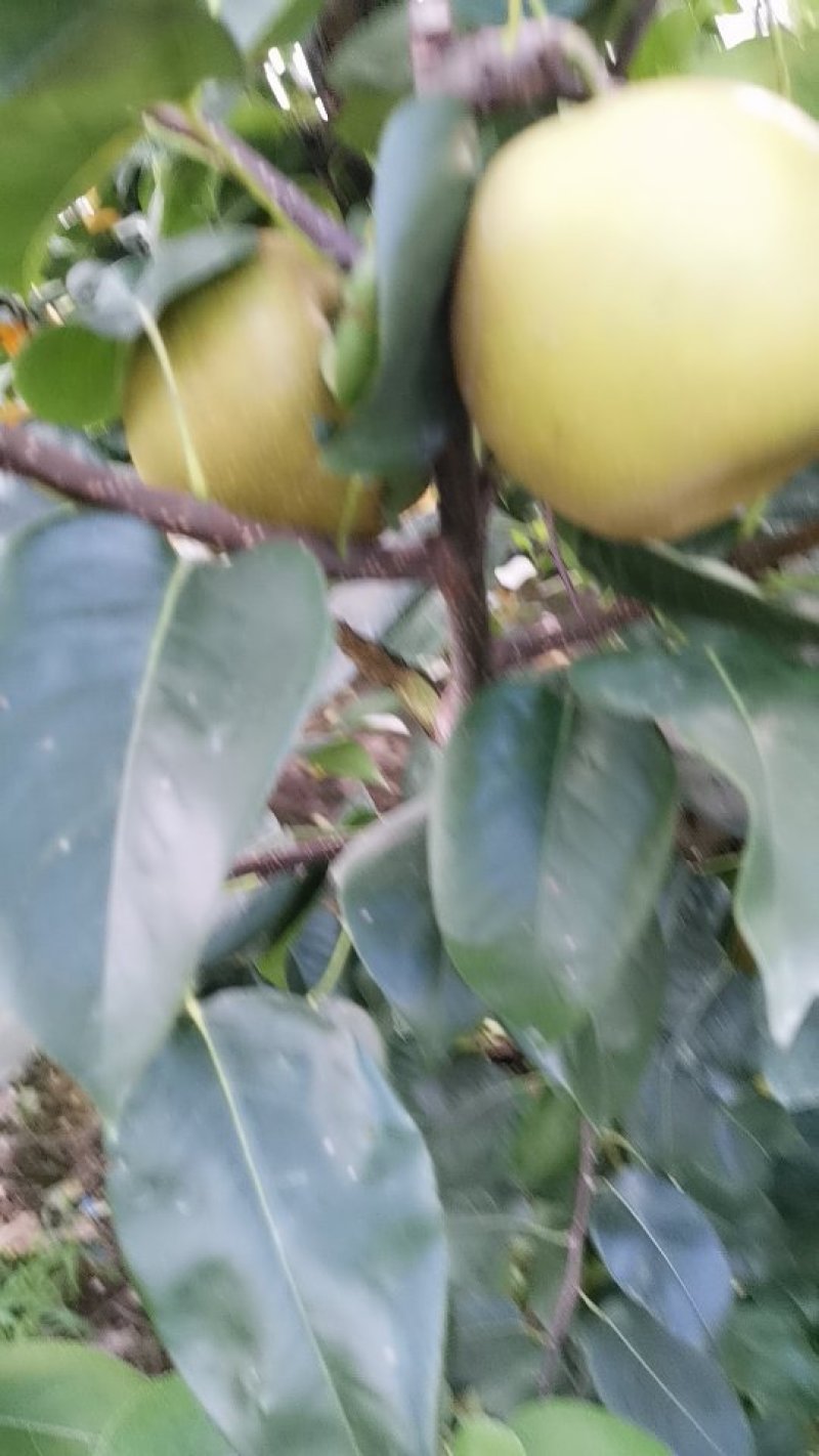 翠冠梨
