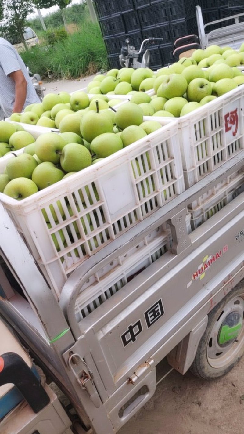皇冠梨大量上市
