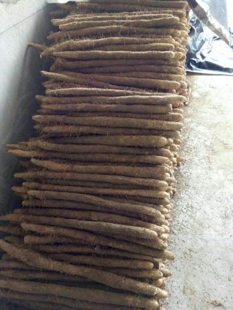 麻山药